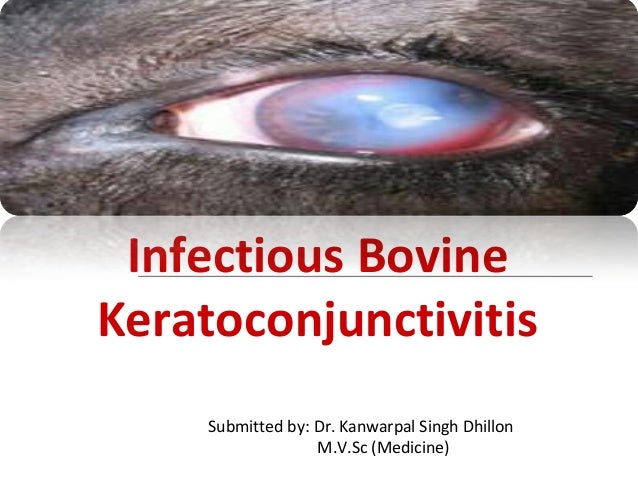 Pink eye or Infectious bovine keratoconjunctivitis