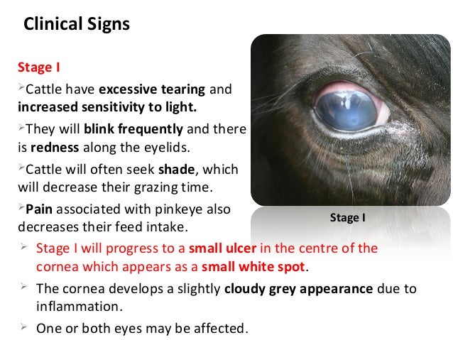 Pink eye or Infectious bovine keratoconjunctivitis