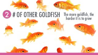 Pink Goldfish - Seven Ways to Embrace Weirdness & Amplify Weakness to Stand Out in Business Slide 15