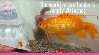 Pink Goldfish - Seven Ways to Embrace Weirdness & Amplify Weakness to Stand Out in Business Slide 8