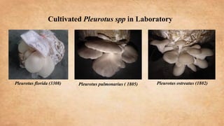 Biochemical Analysis of Pleurotus spp | PDF