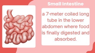 Pink Illustrative The Human Body Presentation .pdf