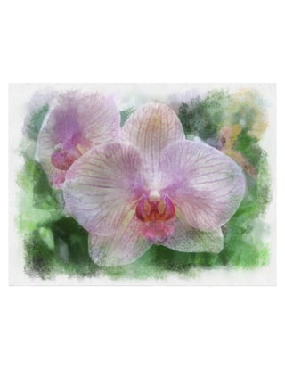 delicate orchid