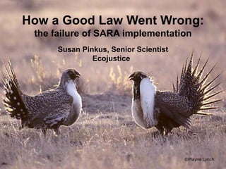 How a Good Law Went Wrong:
 the failure of SARA implementation
      Susan Pinkus, Senior Scientist
               Ecojustice




                                       ©Wayne Lynch
 