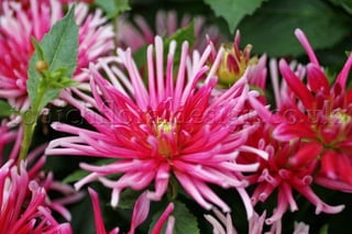 Pink Wedding Flowers by Top London Florists