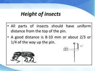 Pinning insect | PPTX