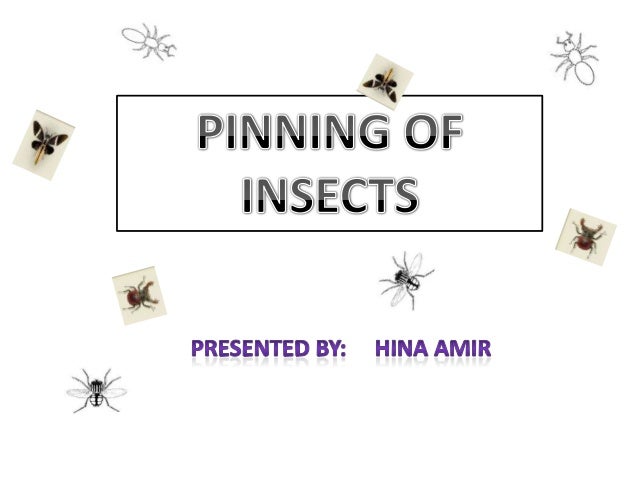 pinning insect pinning bugs