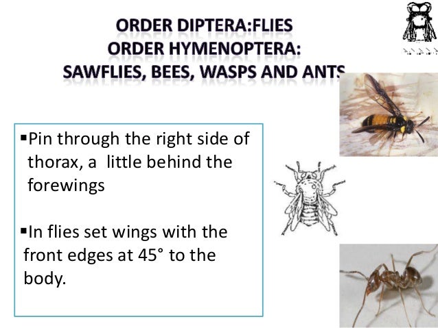 pinning insect pinning bugs