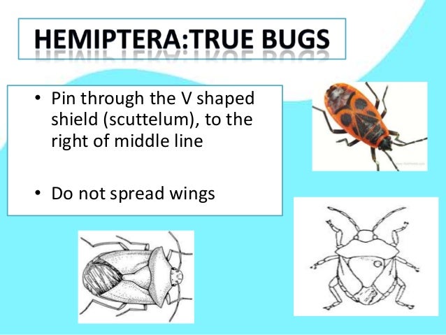 pinning insect pinning bugs