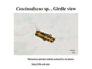 Coscinodiscus sp. , Girdle view
Silicaceous spicules radiate outward in six planes.
http://cfb.unh.edu
 