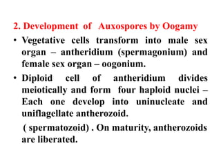 • In the oogonium, diploid cell divides
meiotically and form four haploid nuclei.
• Of these, three degenerate and the
rem...