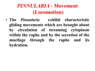 PINNULARIA - Reproduction
• Reproduces vegetatively by cell division and sexually by the
production of auxospores.
i) Vege...