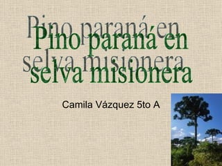 Camila Vázquez 5to A Pino paraná en  selva misionera 