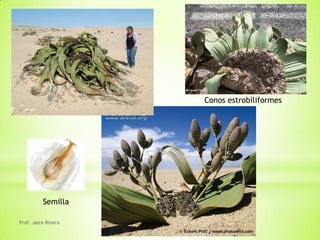 Conos estrobiliformes




          Semilla

Prof. Jairo Rivera
 