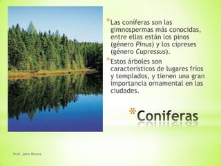 * Las coníferas son las
                       gimnospermas más conocidas,
                       entre ellas están los pinos
                       (género Pinus) y los cipreses
                       (género Cupressus).
                     * Estos árboles son
                       característicos de lugares fríos
                       y templados, y tienen una gran
                       importancia ornamental en las
                       ciudades.



                            *
Prof. Jairo Rivera
 