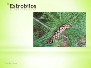 *




Prof. Jairo Rivera
 