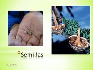 *
Prof. Jairo Rivera
 