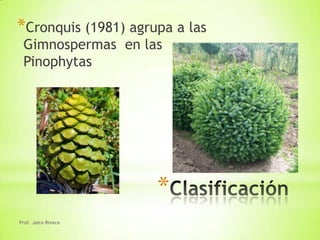 *Cronquis (1981) agrupa a las
 Gimnospermas en las
 Pinophytas




                     *
Prof. Jairo Rivera
 