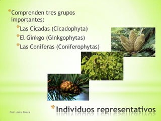 *Comprenden tres grupos
 importantes:
     *Las Cícadas (Cicadophyta)
     *El Ginkgo (Ginkgophytas)
     *Las Coníferas (Coniferophytas)




Prof. Jairo Rivera   *
 