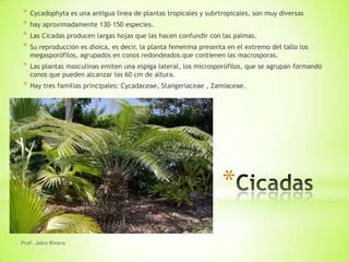 *   Cycadophyta es una antigua linea de plantas tropicales y subrtropicales, son muy diversas
*   hay aproximadamente 130–150 especies.
*   Las Cicadas producen largas hojas que las hacen confundir con las palmas.
*   Su reproducción es dioica, es decir, la planta femenina presenta en el extremo del tallo los
    megasporófilos, agrupados en conos redondeados que contienen las macrosporas.
*   Las plantas masculinas emiten una espiga lateral, los microsporófilos, que se agrupan formando
    conos que pueden alcanzar los 60 cm de altura.
*   Hay tres familias principales: Cycadaceae, Stangeriaceae , Zamiaceae.




                                                                   *
Prof. Jairo Rivera
 