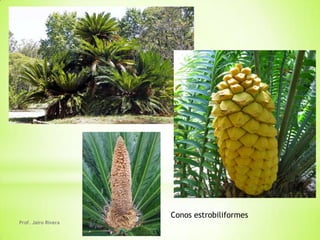 Conos estrobiliformes
Prof. Jairo Rivera
 