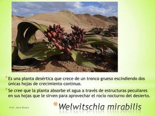 * Es una planta desértica que crece de un tronco grueso escindiendo dos
 únicas hojas de crecimiento continuo.
* Se cree que la planta absorbe el agua a través de estructuras peculiares
 en sus hojas que le sirven para aprovechar el rocío nocturno del desierto.

  Prof. Jairo Rivera
                        *
 