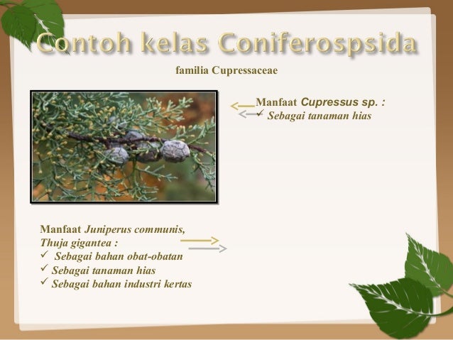 Pinophyta Pinophyta