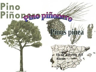 Pino piñonero Pinus pinea Elena Turrión del Álamo 3ºA 