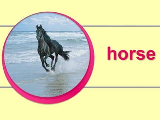 horse