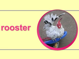 rooster