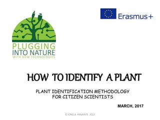HOW TO IDENTIFY A PLANT
MARCH, 2017
PLANT IDENTIFICATION METHODOLOGY
FOR CITIZEN SCIENTISTS
© IONELA PANAINTE 2017
 