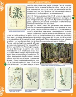 57
LOS PINSAPARES DE SIERRA BERMEJA
Lámina de Saronthamnus malacitanus y
S. baeticus (Boissier, 1839-1845).
Lámina de Adenocarpus decorticans
(Boissier, 1839-1845).
Lámina de Ononis gibraltarica (Boissier,
1839-1845).
Lámina de Ononis speciosa (Boissier,
1839-1845).
Lámina de Saronthamnus malacitanus Lámina de Adenocarpus decorticans Lámina de Ononis gibraltarica (Boissier, Lámina de Ononis speciosa (Boissier,
Pinar de pino resinero (Pinus pinsater) sobre peridotitas en Sierra Bermeja.Pinar de pino resinero (Pinus pinsater) sobre peridotitas en Sierra Bermeja.(Pinus pinsater) sobre peridotitas en Sierra Bermeja.(Pinus pinsater)
map
map
Lámina de Digitalis laciniata (Boissier, 1839-1845).
fracción de cabida cubierta, apenas albergan sotobosque, a pesar de posicionarse
en solana. El suelo se cubre entonces de acículas muertas y piñas de años ante-
riores que amortiguan el impacto de las gotas de agua de lluvia y evitan la erosión,
además de proporcionar nuevos nutrientes al suelo cuando la materia orgánica sea
descompuesta por los microorganismos y bacterias que viven en él.
Admirando el pintoresco paisaje cromático lleno de sensaciones llegamos a una
fuente natural habitualmente empleada por los lugareños para llenar algunas ga-
rrafas con el preciado líquido: el agua de la sierra. Aquí realizamos nuestra primera
parada, y aparcamos el vehículo fuera de la carretera para no obstaculizar el esca-
so tránsito de vehículos a esta hora de la mañana.
e respira paz, silencio y armonía. Sin apenas darnos cuenta empezamos
a escuchar una suave melodía que emana del ﬂujo natural de las aguas del arroyo,
en su continúo y vago discurrir por la barranquera. Poco a poco este dulce susurro
sonoro nos seduce, casi se puede saborear, y nos llena y alivia con su ronroneo
aleatorio. Esta fuente bien pudiera ser la mencionada por Boissier en su libro cuan-
do dice: “A la altitud de unos dos mil pies, nos paramos en el borde de unas abundantes fuentes, seducidos por estos
bellos follajes a los cuales el viajero está tan poco acostumbrado en las montañas de la Península, gozando del murmullo
de las aguas y del ruido del viento a través del ramaje. Anagallis tenella, Scirpus nigricans y acicularis crecían en las aguas
de la fuente y unos soberbios matorrales de Erica ramulosa y Dorycnium hirsutum adornaban los alrededores”.
Pronto se pueden ver los primeros detalles de la ﬂora que
permanece escondida al abrigo del pinar cercano a la fuente.
En primer lugar, los helechos (Pteridium aquilinum) y algu-
nos sauces (Salix sp.), que acompañan al arroyo hacia el
fondo del barranco. En uno de los ﬂancos se eleva un arbus-
to a suﬁciente distancia como para impedirnos saber de qué
especie se trata, invitándonos a bajar unos metros para ave-
riguarlo. Debemos tener mucha precaución con la pendiente
y el suelo mojado para evitar un resbalón. La pinocha cubre
el terreno y aumenta considerablemente el riesgo de caída.
Una vez cerca del árbol veriﬁcamos que se trata de un ma-
droño (Arbutus unedo). Cerca de allí también se encuentra
S
 