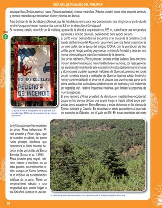 64
GUÍA DE LOS PAISAJES DEL PINSAPAR
En el punto de inicio de la ruta podemos ver un viejo cartel, de la
época del antiguo ICONA, que nos recuerda que hay que extremar
la precaución.
En el punto de inicio de la ruta podemos ver un viejo cartel, de la
A medida que el camino asciende empiezan a ser frecuentes los pies de pinsapo que salpican el denso pinar.
map
zarzaparrillas (Smilax aspera), rusco (Ruscus aculeatus) y hasta madroños (Arbutus unedo), todos ellos de porte diminuto
y troncos retorcidos que recuerdan el arte y técnica del bonsái.
Tras disfrutar de las bondades botánicas que las hendiduras en la roca nos proporcionan, nos dirigimos al punto donde
tendremos que comenzar nuestra ruta, a unos 3,5 km en dirección a Genalguacil.
Si hacemos nuestro recorrido por la mañana, a pesar de la altitud a la que estamos, 925 m, suele hacer una temperatura
agradable e incluso calurosa, dependiendo de la época del año.
El punto inicial del sendero se encuentra en el cruce de la carretera con la
bajada del barranco del Algarrobo. Lo primero que nos llama la atención es
un viejo cartel, de la época del antiguo ICONA, con la prohibición de tirar
colillas por el riesgo que hay de provocar un incendio forestal; y debe ser una
norma primordial para todos los visitantes de la serranía.
Los pinos resineros (Pinus pinaster) cubren ambas laderas. Nos encontra-
mos en el denominado piso mesomediterráneo y aunque, por regla general,
las especies dominantes de este estrato bioclimático deberían ser encinares
y alcornocales (pueden aparecer melojares de Quercus pyrenaica en zonas
donde no exista sequía y quejigales de Quercus faginea subsp. broteroi si
no hay continentalidad), el pinar es el bosque que domina esta parte de la
sierra debido a los particulares condicionantes del sustrato y a la incidencia
de incendios con relativa frecuencia histórica, que limitan la presencia de
muchas especies.
El pino resinero (Pinus pinaster), de distribución mediterráneo-occidental,
ocupa en las sierras béticas una amplia franja a media altitud sobre peri-
dotitas como sucede en Sierra Bermeja, y sobre dolomías en las sierras de
Tejeda, Almijara y Cazorla. Se establece un cierto paralelismo al otro lado
del estrecho de Gibraltar, en el Valle del Rif. En estas montañas del norte
de África aparecen tres especies
de pinos: Pinus halepensis, Pi-
nus pinaster y Pinus nigra, que
se suceden en altitud, así como
Abies pinsapo, coníferas que
caracteriza el límite forestal su-
perior en las peridotitas de Sierra
Bermeja (BLANCO et al., 1.998).
Pinus pinaster, pino negral, resi-
nero, rodeno o marítimo, es un
árbol pionero, de crecimiento rá-
pido, aunque en Sierra Bermeja
se lo impiden las características
edáﬁcas de la zona. Tiene un
temperamento robusto y una
longevidad que puede llegar a
los 300 años. Aunque es una co-
3 3
 