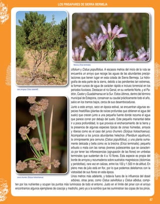 67
LOS PINSAPARES DE SIERRA BERMEJA
Jara pringosa (Cistus ladaniferJara pringosa (Cistus ladaniferCistus ladaniferCistus ladanifer
Brecina (Erica terminalis).
Junco churrero (Scirpus holoschoenus).
Brecina (Erica terminalis).
Junco churrero (Scirpus holoschoenus)
).
cifolium y Cistus populifolius. A escasos metros del inicio de la ruta se
encuentra un arroyo que recoge las aguas de las abundantes precipi-
taciones que tienen lugar en esta colada de Sierra Bermeja. La hidro-
grafía de esta parte de la sierra, debido a las pendientes tan extremas,
la forman cursos de agua de carácter rápido e incluso torrencial en los
periodos lluviosos. Destacan el río Genal, en su vertiente Norte, y el Pa-
drón, Castor y Guadalmansa en la Sur. Estos últimos, dentro del término
municipal de Estepona, conservan su caudal prácticamente todo el año,
salvo en los tramos bajos, cerca de sus desembocaduras.
Junto a este arroyo, seco en época estival, se encuentran algunas es-
pecies freatóﬁlas (plantas de raíces profundas que obtienen el agua del
suelo) que crecen junto a una pequeña fuente donde rezuma el agua
que parece correr por debajo del suelo. Este pequeño manantial debe
ir a poca profundidad, lo que provoca el encharcamiento de la tierra y
la presencia de algunas especies típicas de zonas húmedas, arroyos
y riberas como es el caso del junco churrero (Scirpus holoschoenus).
Acompañan a los juncos abundantes helechos (Pteridium aquilinum),
la omnipresente jara cervuna (Cistus populifolius), y una planta suma-
mente delicada y bella como es la brecina (Erica terminalis), pequeño
arbusto o mata con las ramas jóvenes pubescentes que se caracteri-
za por tener las inﬂorescencias (agrupación de las ﬂores) en umbelas
terminales que sustentan de 4 a 10 ﬂores. Esta especie es propia del
borde de arroyos y rezumaderos sobre sustratos magnésicos (dolomías
y peridotitas), rara vez en calizas, entre los 100 y 1.500 m de altitud. En
pleno mes de julio está en ﬂor, por lo que podemos deleitarnos con la
vistosidad de sus ﬂores en esta época.
Unos metros más adelante, y todavía fuera de la inﬂuencia del dosel
arbóreo, otras jaras, como Cistus salviifolius y Cistus albidus, compi-
ten por los nutrientes y ocupan los puntos más luminosos de todo el entorno. Justo en el límite del pinar con el arroyo
encontramos algunos ejemplares de coscoja y madroño, pero ya a la sombra que les suministran las copas de los pinos.
 
