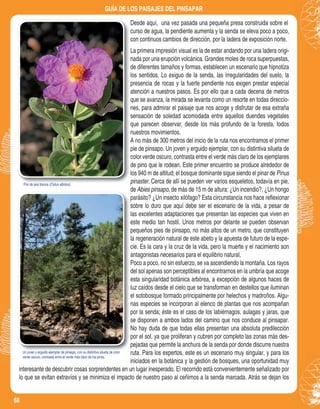 68
GUÍA DE LOS PAISAJES DEL PINSAPAR
Un joven y erguido ejemplar de pinsapo, con su distintiva silueta de color
verde oscuro, contrasta entre el verde más claro de los pinos.
Flor de jara blanca (Cistus albidus).
Un joven y erguido ejemplar de pinsapo, con su distintiva silueta de color
Flor de jara blanca (Cistus albidus)
Desde aquí, una vez pasada una pequeña presa construida sobre el
curso de agua, la pendiente aumenta y la senda se eleva poco a poco,
con continuos cambios de dirección, por la ladera de exposición norte.
La primera impresión visual es la de estar andando por una ladera origi-
nada por una erupción volcánica. Grandes moles de roca superpuestas,
de diferentes tamaños y formas, establecen un escenario que hipnotiza
los sentidos. Lo exiguo de la senda, las irregularidades del suelo, la
presencia de rocas y la fuerte pendiente nos exigen prestar especial
atención a nuestros pasos. Es por ello que a cada decena de metros
que se avanza, la mirada se levanta como un resorte en todas direccio-
nes, para admirar el paisaje que nos acoge y disfrutar de esa extraña
sensación de soledad acomodada entre aquellos duendes vegetales
que parecen observar, desde los más profundo de la foresta, todos
nuestros movimientos.
A no más de 300 metros del inicio de la ruta nos encontramos el primer
pie de pinsapo. Un joven y erguido ejemplar, con su distintiva silueta de
color verde oscuro, contrasta entre el verde más claro de los ejemplares
de pino que le rodean. Este primer encuentro se produce alrededor de
los 940 m de altitud; el bosque dominante sigue siendo el pinar de Pinus
pinaster. Cerca de allí se pueden ver varios esqueletos, todavía en pie,
de Abies pinsapo, de más de 15 m de altura: ¿Un incendio?, ¿Un hongo
parásito? ¿Un insecto xilófago? Esta circunstancia nos hace reﬂexionar
sobre lo duro que aquí debe ser el escenario de la vida, a pesar de
las excelentes adaptaciones que presentan las especies que viven en
este medio tan hostil. Unos metros por delante se pueden observan
pequeños pies de pinsapo, no más altos de un metro, que constituyen
la regeneración natural de este abeto y la apuesta de futuro de la espe-
cie. Es la cara y la cruz de la vida, pero la muerte y el nacimiento son
antagonistas necesarios para el equilibrio natural.
Poco a poco, no sin esfuerzo, se va ascendiendo la montaña. Los rayos
del sol apenas son perceptibles al encontrarnos en la umbría que acoge
esta singularidad botánica arbórea, a excepción de algunos haces de
luz caídos desde el cielo que se transforman en destellos que iluminan
el sotobosque formado principalmente por helechos y madroños. Algu-
nas especies se incorporan al elenco de plantas que nos acompañan
por la senda; éste es el caso de los labiérnagos, aulagas y jaras, que
se disponen a ambos lados del camino que nos conduce al pinsapar.
No hay duda de que todas ellas presentan una absoluta predilección
por el sol, ya que proliferan y cubren por completo las zonas más des-
pejadas que permite la anchura de la senda por donde discurre nuestra
ruta. Para los expertos, este es un escenario muy singular, y para los
iniciados en la botánica y la gestión de bosques, una oportunidad muy
interesante de descubrir cosas sorprendentes en un lugar inesperado. El recorrido está convenientemente señalizado por
lo que se evitan extravíos y se minimiza el impacto de nuestro paso al ceñirnos a la senda marcada. Atrás se dejan los
 