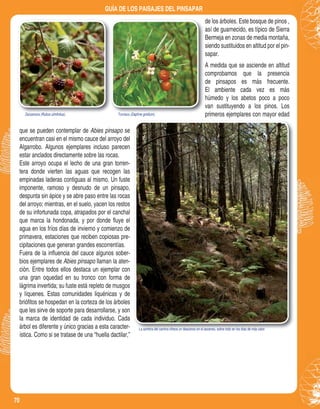 70
GUÍA DE LOS PAISAJES DEL PINSAPAR
Zarzamora (Rubus ulmifolius). Torvisco (Daphne gnidium).Zarzamora (Rubus ulmifolius). Torvisco (Daphne gnidium).
La sombra del camino ofrece un descanso en el ascenso, sobre todo en los días de más calor.La sombra del camino ofrece un descanso en el ascenso, sobre todo en los días de más calor.
de los árboles. Este bosque de pinos ,
así de guarnecido, es típico de Sierra
Bermeja en zonas de media montaña,
siendo sustituidos en altitud por el pin-
sapar.
A medida que se asciende en altitud
comprobamos que la presencia
de pinsapos es más frecuente.
El ambiente cada vez es más
húmedo y los abetos poco a poco
van sustituyendo a los pinos. Los
primeros ejemplares con mayor edad
que se pueden contemplar de Abies pinsapo se
encuentran casi en el mismo cauce del arroyo del
Algarrobo. Algunos ejemplares incluso parecen
estar anclados directamente sobre las rocas.
Este arroyo ocupa el lecho de una gran torren-
tera donde vierten las aguas que recogen las
empinadas laderas contiguas al mismo. Un fuste
imponente, ramoso y desnudo de un pinsapo,
despunta sin ápice y se abre paso entre las rocas
del arroyo; mientras, en el suelo, yacen los restos
de su infortunada copa, atrapados por el canchal
que marca la hondonada, y por donde ﬂuye el
agua en los fríos días de invierno y comienzo de
primavera, estaciones que reciben copiosas pre-
cipitaciones que generan grandes escorrentías.
Fuera de la inﬂuencia del cauce algunos sober-
bios ejemplares de Abies pinsapo llaman la aten-
ción. Entre todos ellos destaca un ejemplar con
una gran oquedad en su tronco con forma de
lágrima invertida; su fuste está repleto de musgos
y líquenes. Estas comunidades liquénicas y de
brióﬁtos se hospedan en la corteza de los árboles
que les sirve de soporte para desarrollarse, y son
la marca de identidad de cada individuo. Cada
árbol es diferente y único gracias a esta caracter-
ística. Como si se tratase de una “huella dactilar,”
 