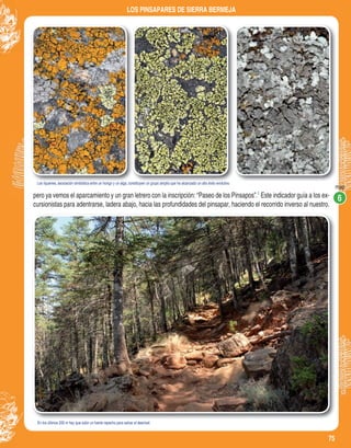 75
LOS PINSAPARES DE SIERRA BERMEJA
pero ya vemos el aparcamiento y un gran letrero con la inscripción: “Paseo de los Pinsapos”. Este indicador guía a los ex-
cursionistas para adentrarse, ladera abajo, hacia las profundidades del pinsapar, haciendo el recorrido inverso al nuestro.
Los líquenes, asociación simbiótica entre un hongo y un alga, constituyen un grupo amplio que ha alcanzado un alto éxito evolutivo.Los líquenes, asociación simbiótica entre un hongo y un alga, constituyen un grupo amplio que ha alcanzado un alto éxito evolutivo.Los líquenes, asociación simbiótica entre un hongo y un alga, constituyen un grupo amplio que ha alcanzado un alto éxito evolutivo.Los líquenes, asociación simbiótica entre un hongo y un alga, constituyen un grupo amplio que ha alcanzado un alto éxito evolutivo.
En los últimos 200 m hay que subir un fuerte repecho para salvar el desnivel.
map
6
6
 