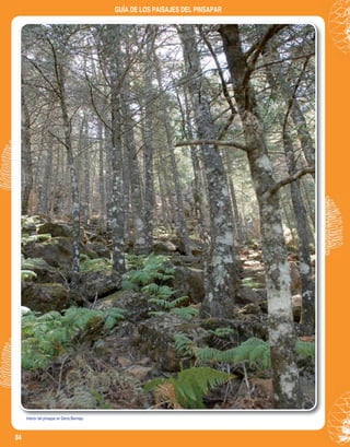 84
GUÍA DE LOS PAISAJES DEL PINSAPAR
Interior del pinsapar en Sierra Bermeja.Interior del pinsapar en Sierra Bermeja.
 
