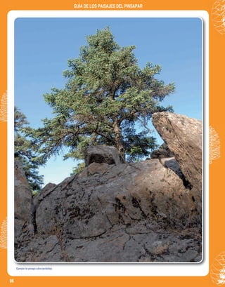 86
GUÍA DE LOS PAISAJES DEL PINSAPAR
Ejemplar de pinsapo sobre peridotitas.
 
