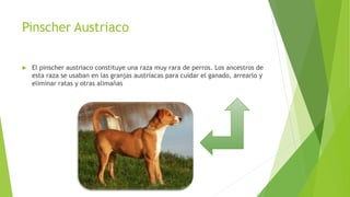 Pinscher Austriaco
 El pinscher austriaco constituye una raza muy rara de perros. Los ancestros de
esta raza se usaban en las granjas austriacas para cuidar el ganado, arrearlo y
eliminar ratas y otras alimañas
 