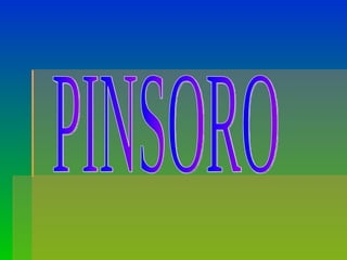PINSORO 