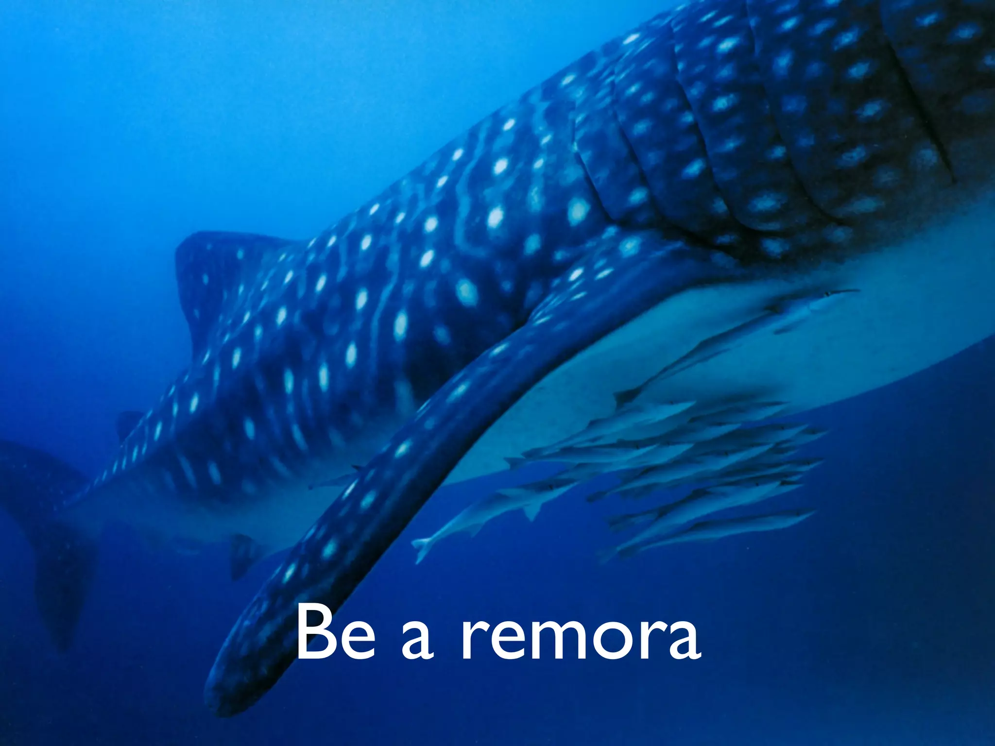 Be a remora
 