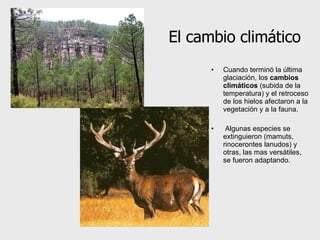 El cambio climático Cuando terminó la última glaciación, los  cambios climáticos   (subida de la temperatura) y el retroceso de los hielos  afectaron a la vegetación y a la fauna. Algunas especies se extinguieron (mamuts, rinocerontes lanudos) y otras, las mas versátiles, se fueron adaptando.  