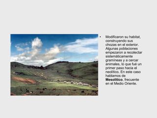 Modificaron  su habitat, construyendo sus chozas en el exterior. Algunas poblaciones empezaron a recolectar sistemáticamente gramíneas y a cercar animales, lo que fué un primer paso hacia el neolítico. En este caso hablamos de  Mesolitico , frecuente en el Medio Oriente.  
