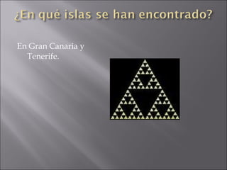 En Gran Canaria y Tenerife. 