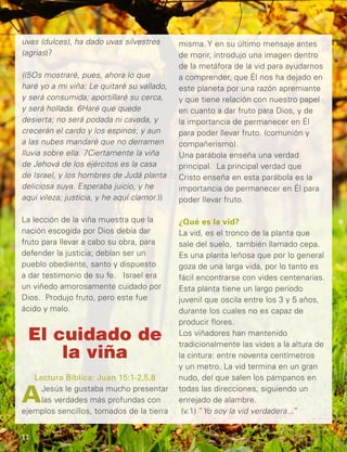 uvas (dulces), ha dado uvas silvestres
(agrias)?
((5Os mostraré, pues, ahora lo que
haré yo a mi viña: Le quitaré su vallado,
y será consumida; aportillaré su cerca,
y será hollada. 6Haré que quede
desierta; no será podada ni cavada, y
crecerán el cardo y los espinos; y aun
a las nubes mandaré que no derramen
lluvia sobre ella. 7Ciertamente la viña
de Jehová de los ejércitos es la casa
de Israel, y los hombres de Judá planta
deliciosa suya. Esperaba juicio, y he
aquí vileza; justicia, y he aquí clamor.))
La lección de la viña muestra que la
nación escogida por Dios debía dar
fruto para llevar a cabo su obra, para
defender la justicia; debían ser un
pueblo obediente, santo y dispuesto
a dar testimonio de su fe. Israel era
un viñedo amorosamente cuidado por
Dios. Produjo fruto, pero este fue
ácido y malo.
El cuidado de
la viña
Lectura Bíblica: Juan 15:1-2,5,8
AJesús le gustaba mucho presentar
las verdades más profundas con
ejemplos sencillos, tomados de la tierra
misma. Y en su último mensaje antes
de morir, introdujo una imagen dentro
de la metáfora de la vid para ayudarnos
a comprender, que Él nos ha dejado en
este planeta por una razón apremiante
y que tiene relación con nuestro papel
en cuanto a dar fruto para Dios, y de
la importancia de permanecer en Él
para poder llevar fruto. (comunión y
compañerismo).
Una parábola enseña una verdad
principal. La principal verdad que
Cristo enseña en esta parábola es la
importancia de permanecer en Él para
poder llevar fruto.
¿Qué es la vid?
La vid, es el tronco de la planta que
sale del suelo, también llamado cepa.
Es una planta leñosa que por lo general
goza de una larga vida, por lo tanto es
fácil encontrarse con vides centenarias.
Esta planta tiene un largo período
juvenil que oscila entre los 3 y 5 años,
durante los cuales no es capaz de
producir flores.
Los viñadores han mantenido
tradicionalmente las vides a la altura de
la cintura: entre noventa centímetros
y un metro. La vid termina en un gran
nudo, del que salen los pámpanos en
todas las direcciones, siguiendo un
enrejado de alambre.
(v.1) “Yo soy la vid verdadera...”
11
 