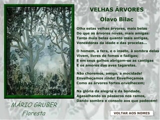 VELHAS ÁRVORES
Olavo Bilac
Olha estas velhas árvores, mais belas
Do que as árvores novas, mais amigas:
Tanto mais belas quanto mais antigas,
Vencedoras da idade e das procelas...
O homem, a fera, e o inseto, à sombra delas
Vivem, livres de fomes e fadigas;
E em seus galhos abrigam-se as cantigas
E os amores das aves tagarelas.
Não choremos, amigo, a mocidade!
Envelheçamos rindo! Envelheçamos
Como as árvores fortes envelhecem;
Na glória da alegria e da bondade,
Agasalhando os pássaros nos ramos,
Dando sombra e consolo aos que padecem!
VOLTAR AOS NOMES
 