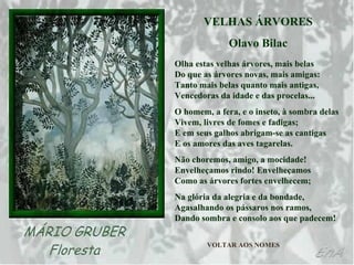 VELHAS ÁRVORES Olavo Bilac Olha estas velhas árvores, mais belas  Do que as árvores novas, mais amigas:  Tanto mais belas quanto mais antigas,  Vencedoras da idade e das procelas... O homem, a fera, e o inseto, à sombra delas  Vivem, livres de fomes e fadigas;  E em seus galhos abrigam-se as cantigas  E os amores das aves tagarelas. Não choremos, amigo, a mocidade!  Envelheçamos rindo! Envelheçamos  Como as árvores fortes envelhecem; Na glória da alegria e da bondade,  Agasalhando os pássaros nos ramos,  Dando sombra e consolo aos que padecem!   VOLTAR AOS NOMES 