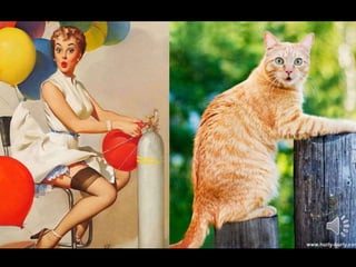 Pin Ups with Funny Cats