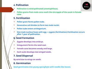 PINUS-1.pptx for bsc 1st year archeigonates | PPTX